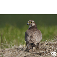 گونه بالابان Saker Falcon